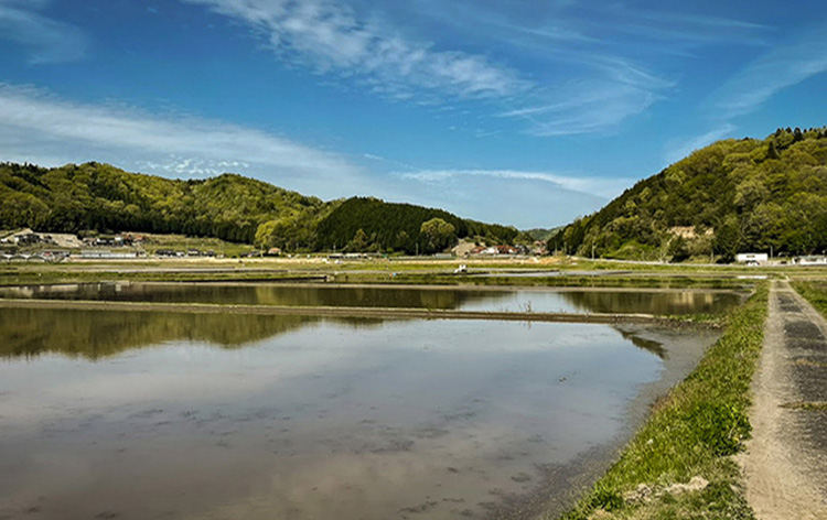 田んぼと青い空が広がる景色